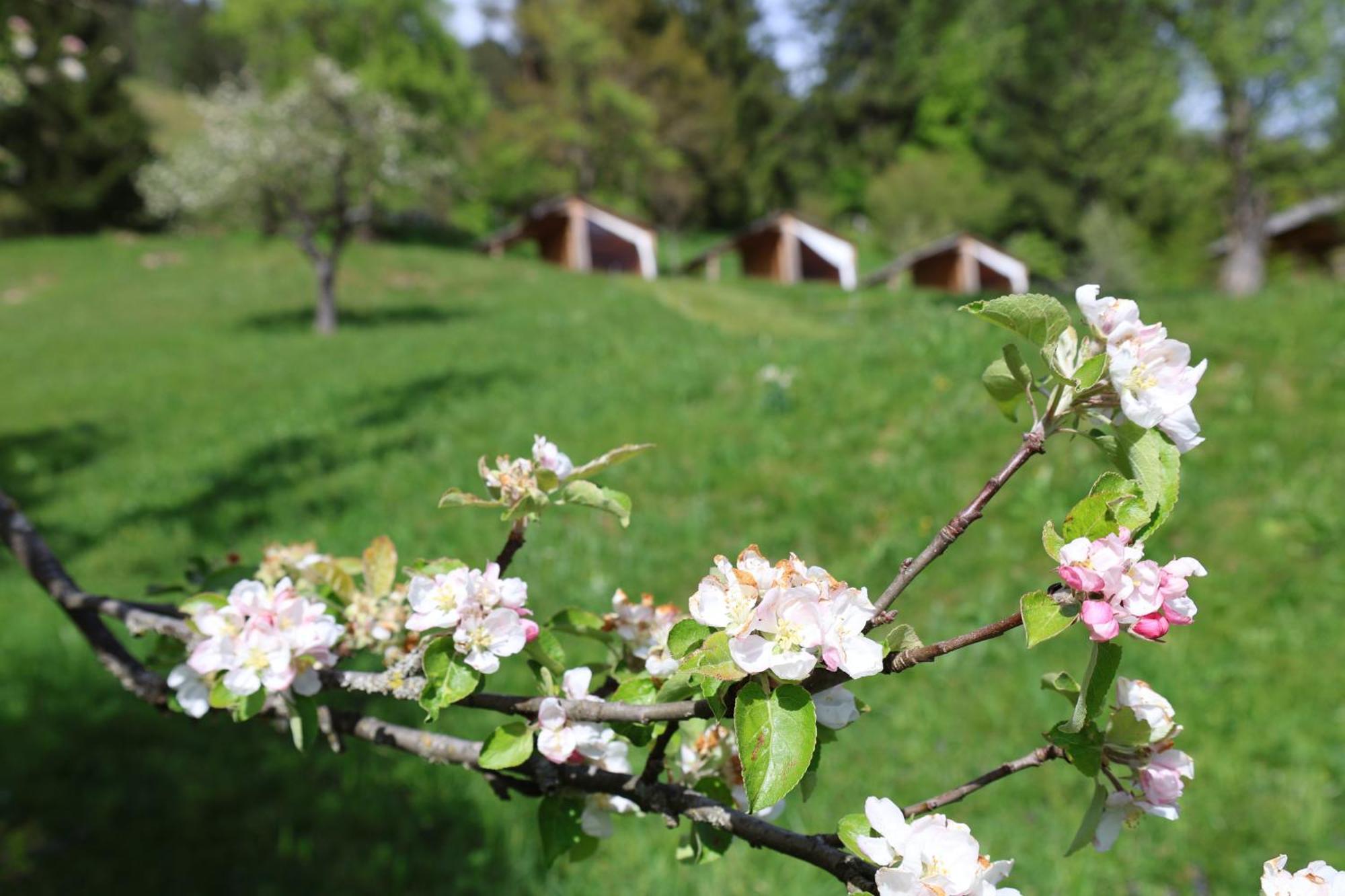 Mountain View Glamping Villa Dovje Exteriör bild