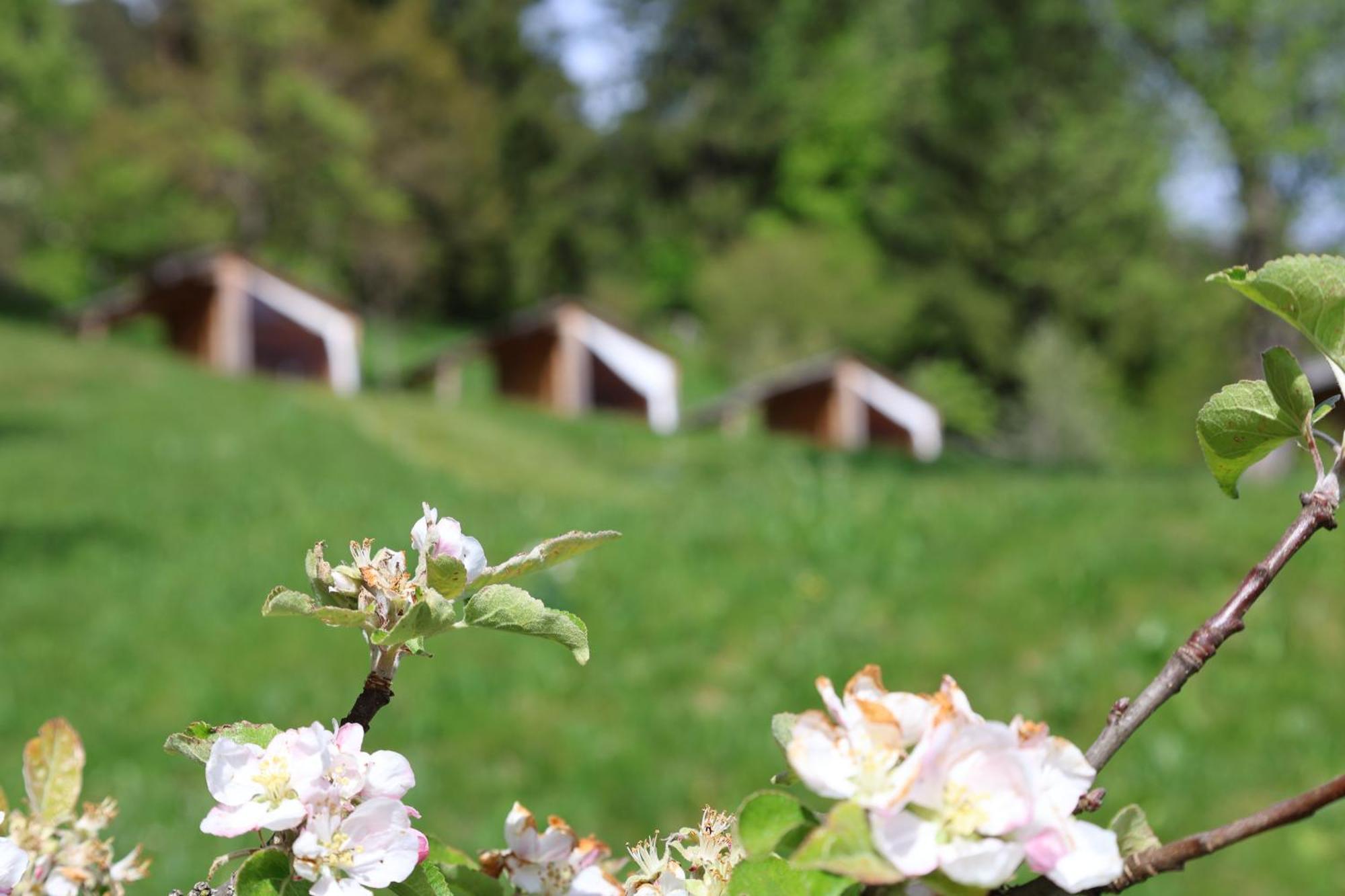 Mountain View Glamping Villa Dovje Exteriör bild