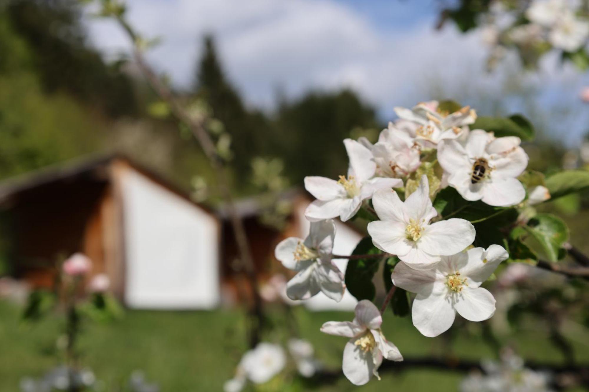 Mountain View Glamping Villa Dovje Exteriör bild