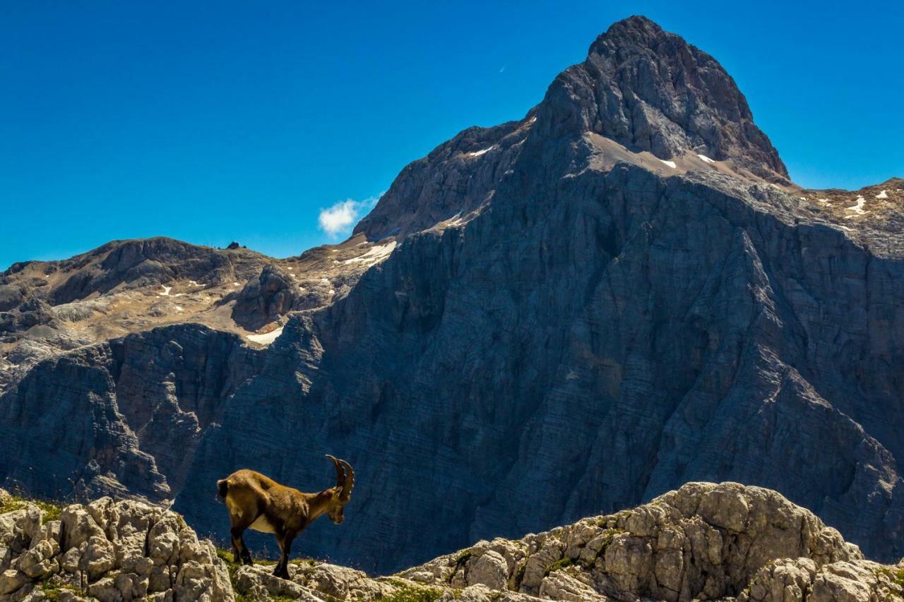 Mountain View Glamping Villa Dovje Exteriör bild